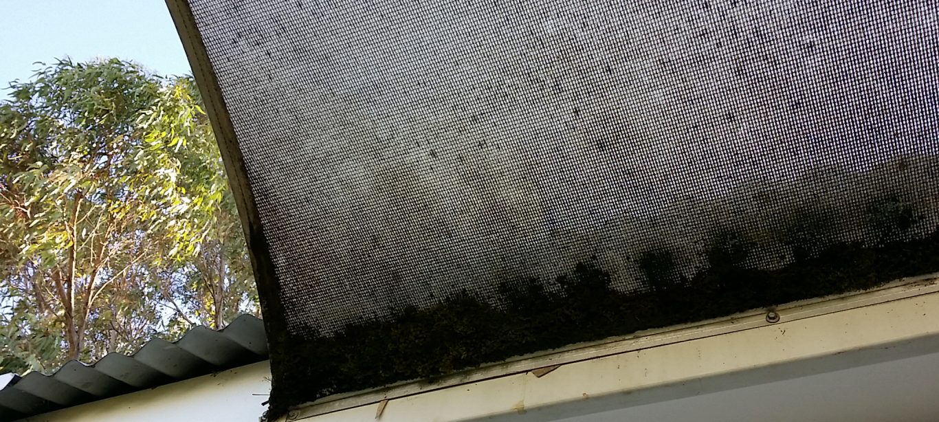 Moss Removal