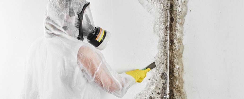 mould removal blog Kleenit