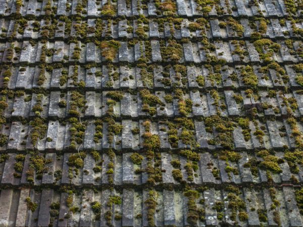 roof tile needs a clean