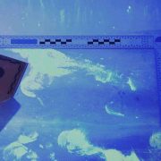 forensic-cleaning-sample