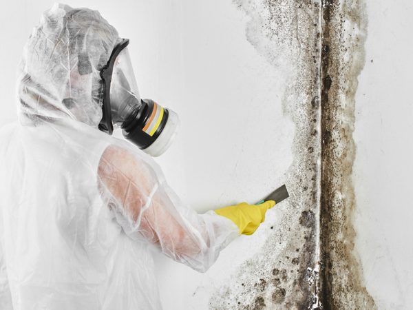 mould removal blog Kleenit