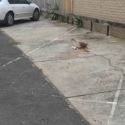 line-marking-carpark-before