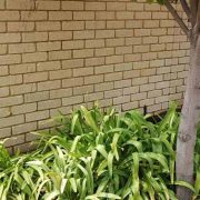 brick-bore-stain-removal-garden- after