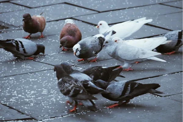 Bird Poo Removal