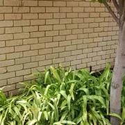 brick-bore-stain-removal-garden- after