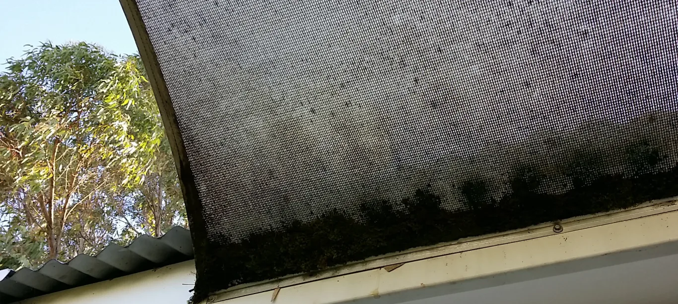 Moss Removal