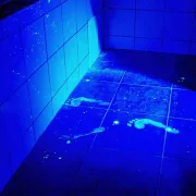 forensic-cleaning-paw-print